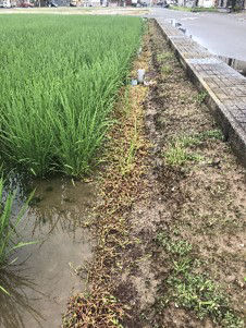 7月10日（散布10日後）