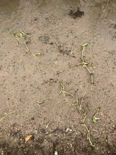 6月26日（散布6日後）