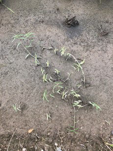 6月20日（散布前）