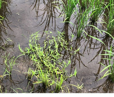 7月16日（散布前）