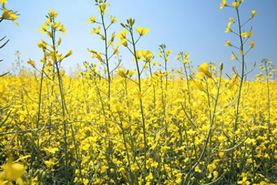 canola field