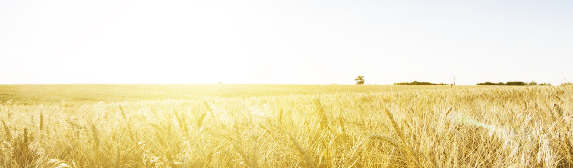 wheat field