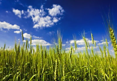 field of wheat