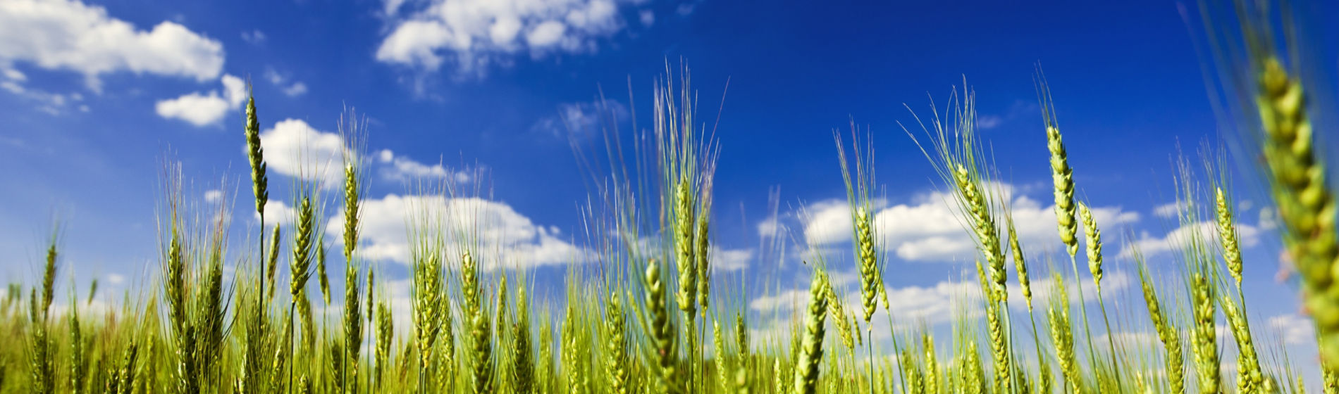 wheat