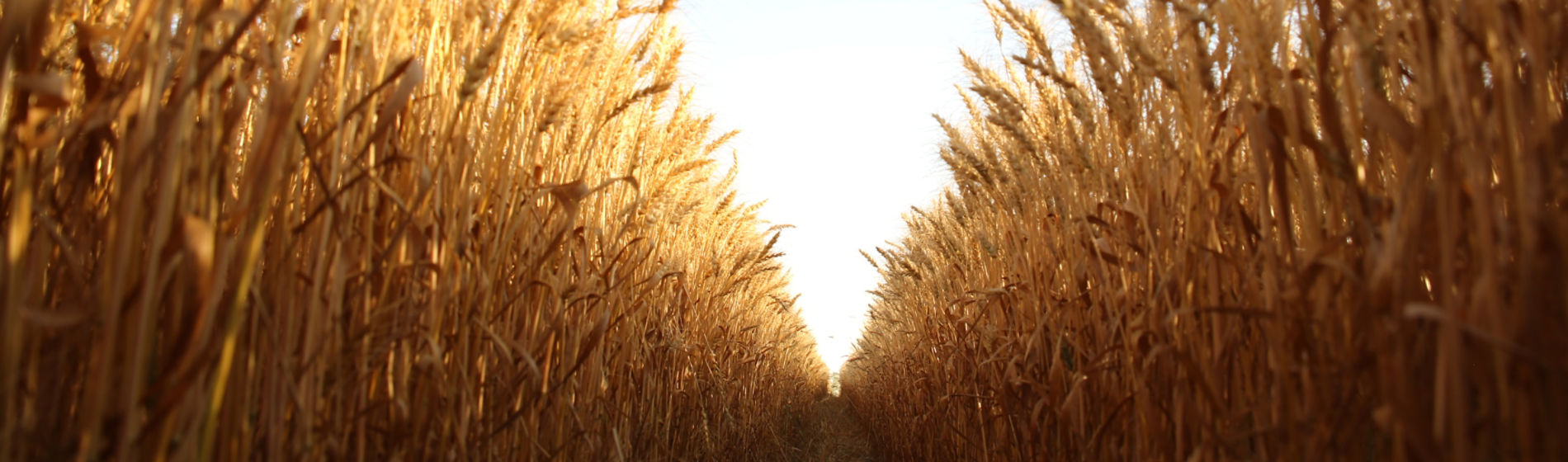 Wheat field for hero