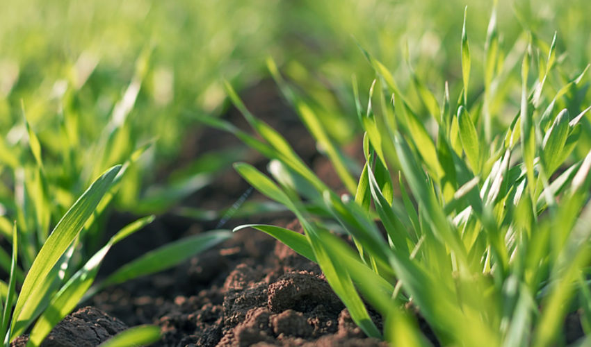 wheat sprouting
