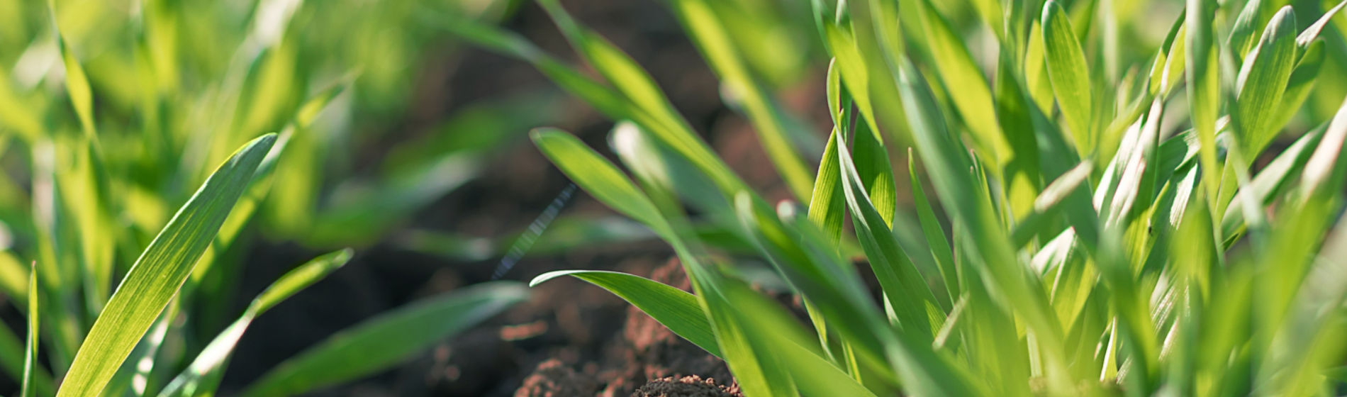 wheat sprouts