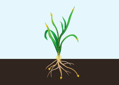 Wheat vector
