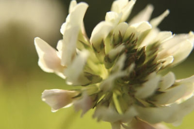 Image of white clover