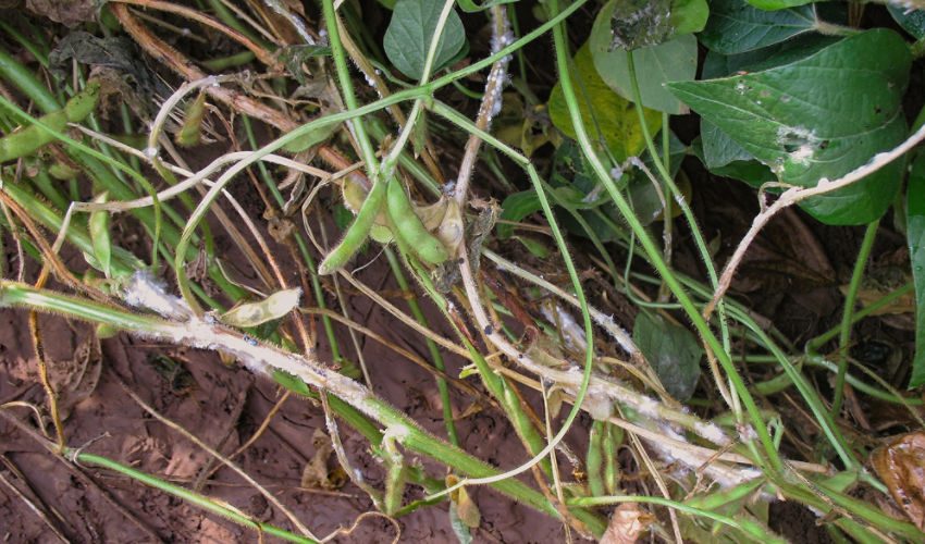 White Mold soybean