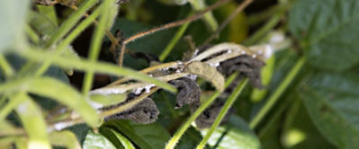 la moisissure blanche dans le soya 
