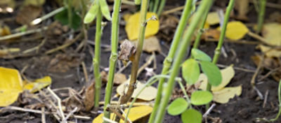 White mould on soybean stem
