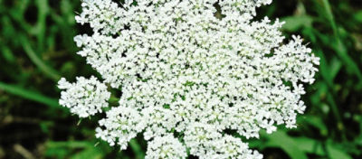 A wild carrot bloom
