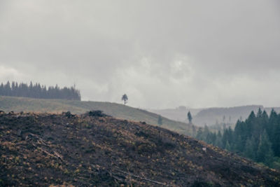 mountainside after a wildfire