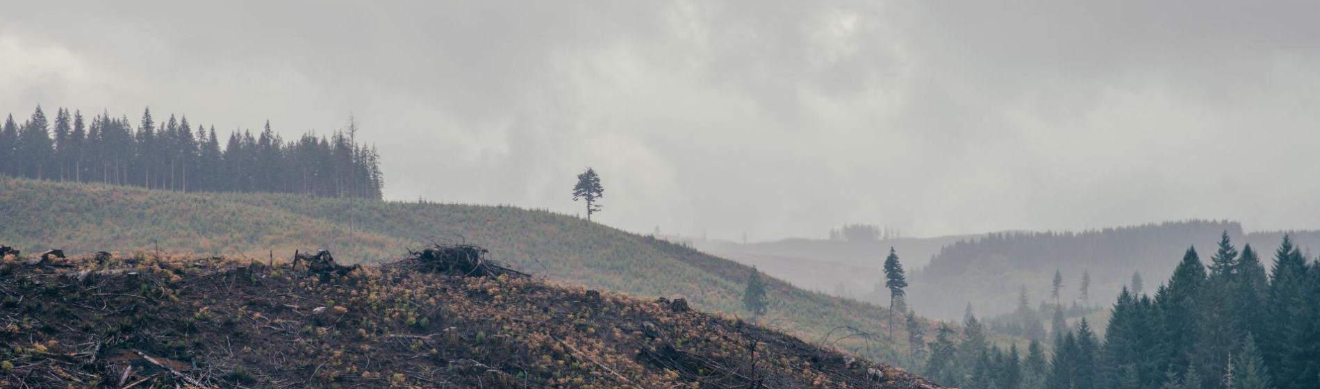 mountainside after a wildfire