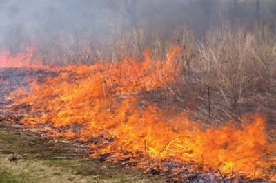 Fire along a roadside