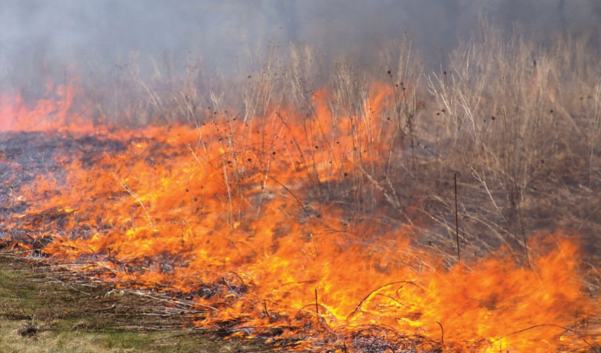 Fire along a roadside