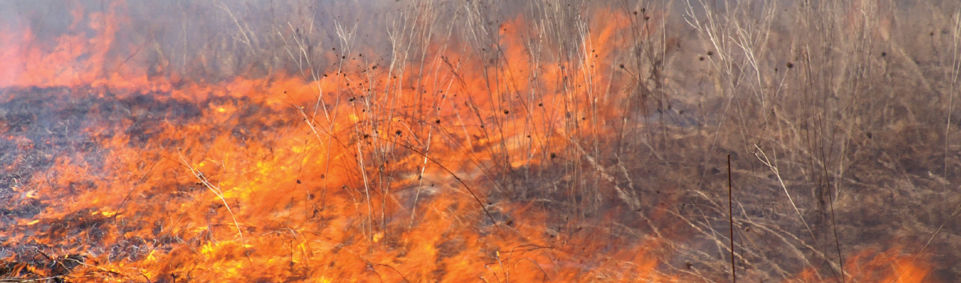 Fire along a roadside