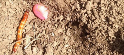 wireworm