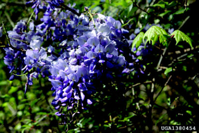 Wisteria flower