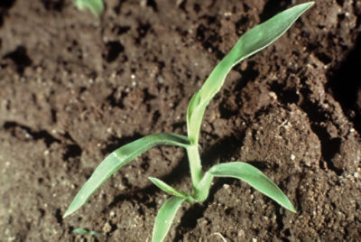 Woolly cupgrass
