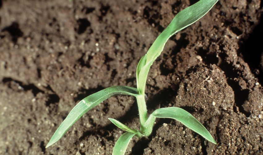 Woolly cupgrass