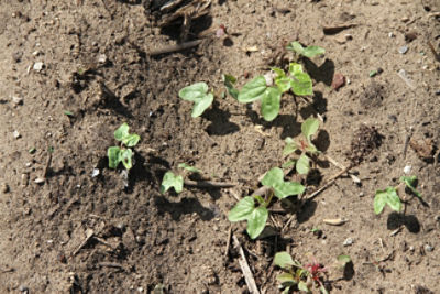 Young morningglory