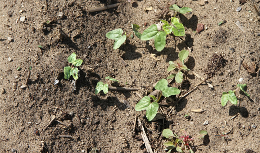 Young morningglory