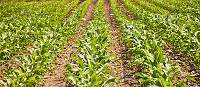Young corn field