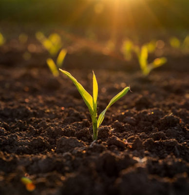 Photo - young corn plant emerging in field