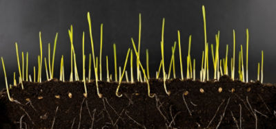 Young plant showing root growth