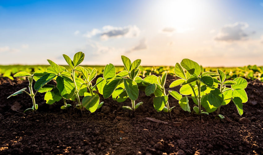 young soybeans, blue sky, sunny day