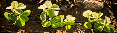 Young soybeans top view