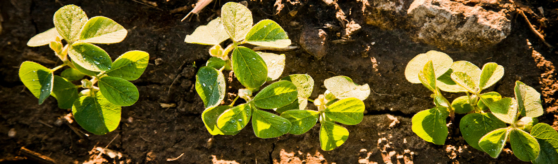 Young soybeans top view