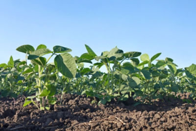 young soybeans, blue sky, sunny day