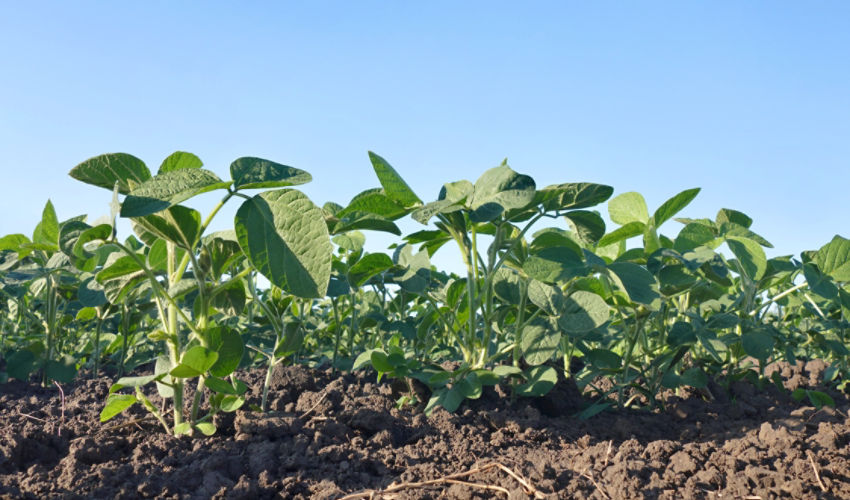 young soybeans, blue sky, sunny day