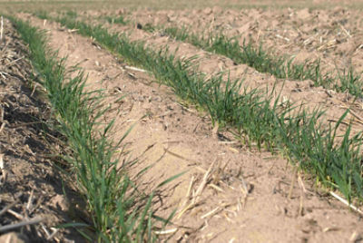 Young wheat