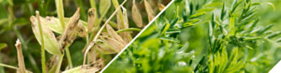 pulse crops