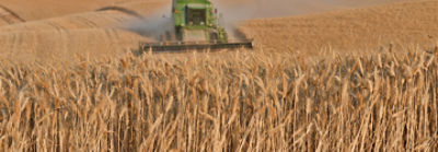 Wheat harvest