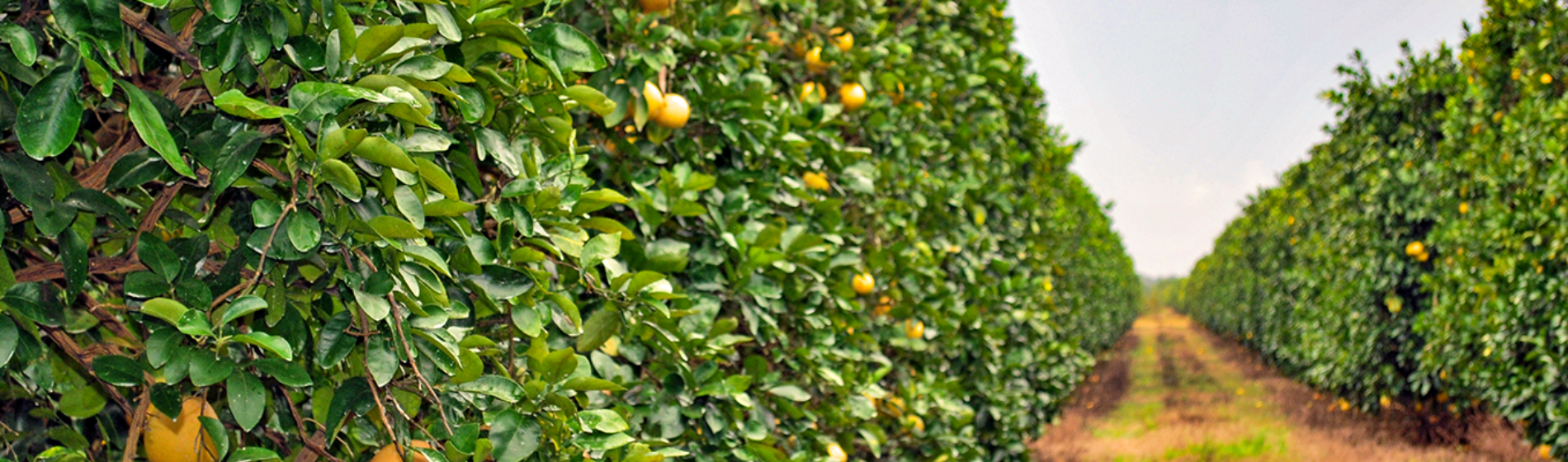 Citrus grove