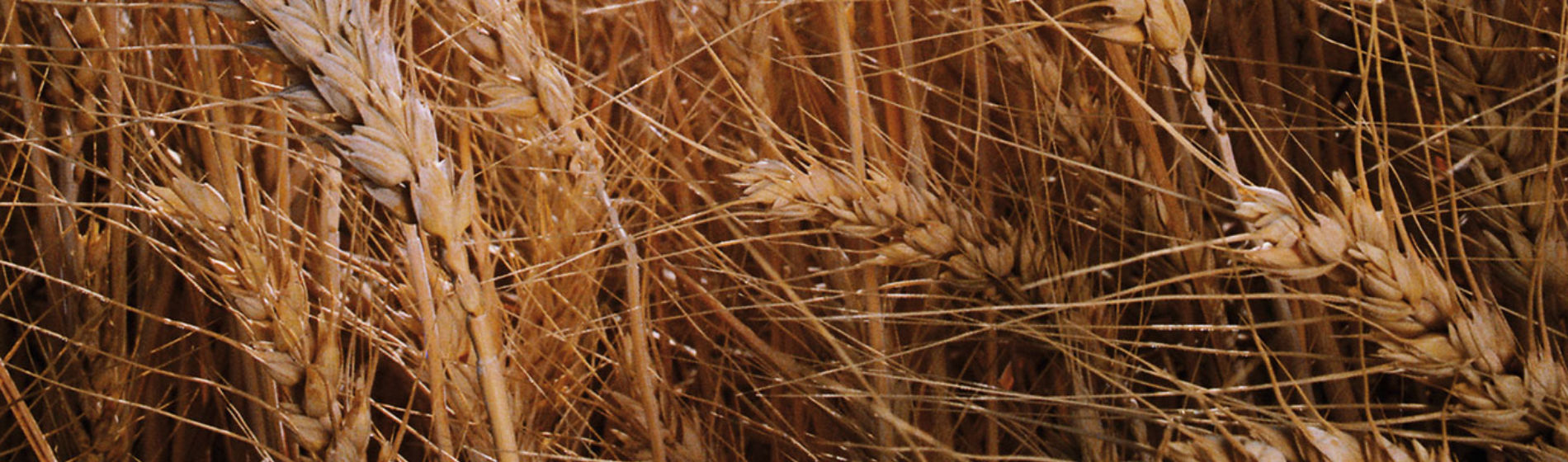 Wheat Banner