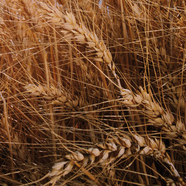 Wheat Banner Mobile