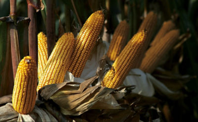 Sementi: genetica per la massima produzione