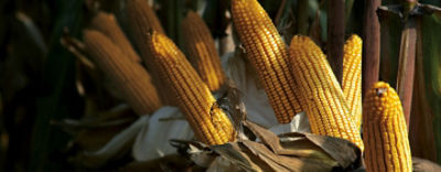 spiga di mais