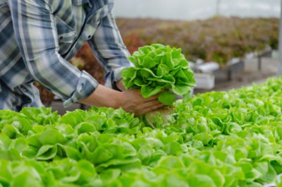 Proteggere il potenziale di resa