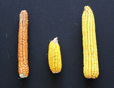 Spighe di mais - foto storica