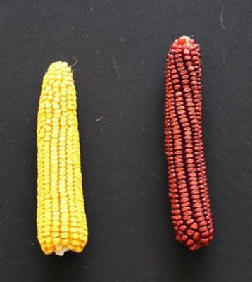 spighe di mais antichi