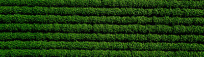 IMG_1083.8_Novo_layout_site_banner_institucional-Mobile_Brazil_Corteva-V1