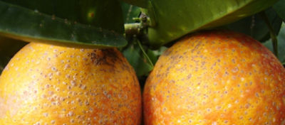 Cocciniglia rossa forte (Aonidiella aurantii)