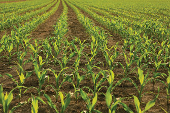 Corn field